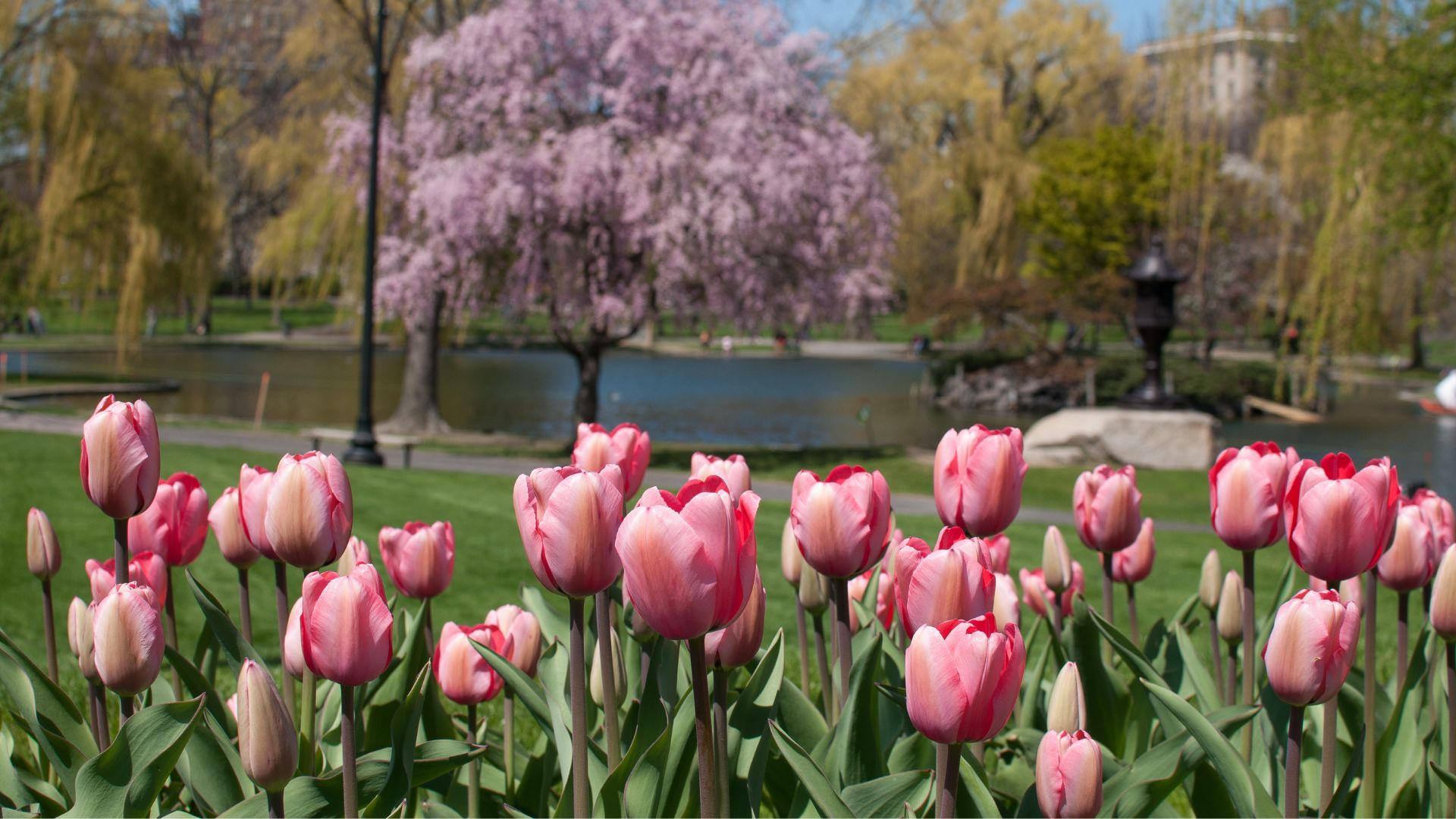 10 Best Places To See Tulips In Boston, Massachusetts GoXplr
